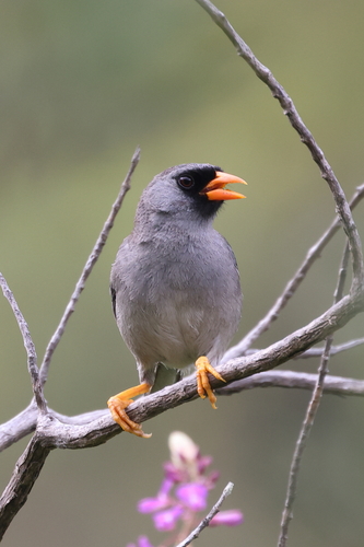 Grey-winged Inca Finch (Incaspiza ortizi)