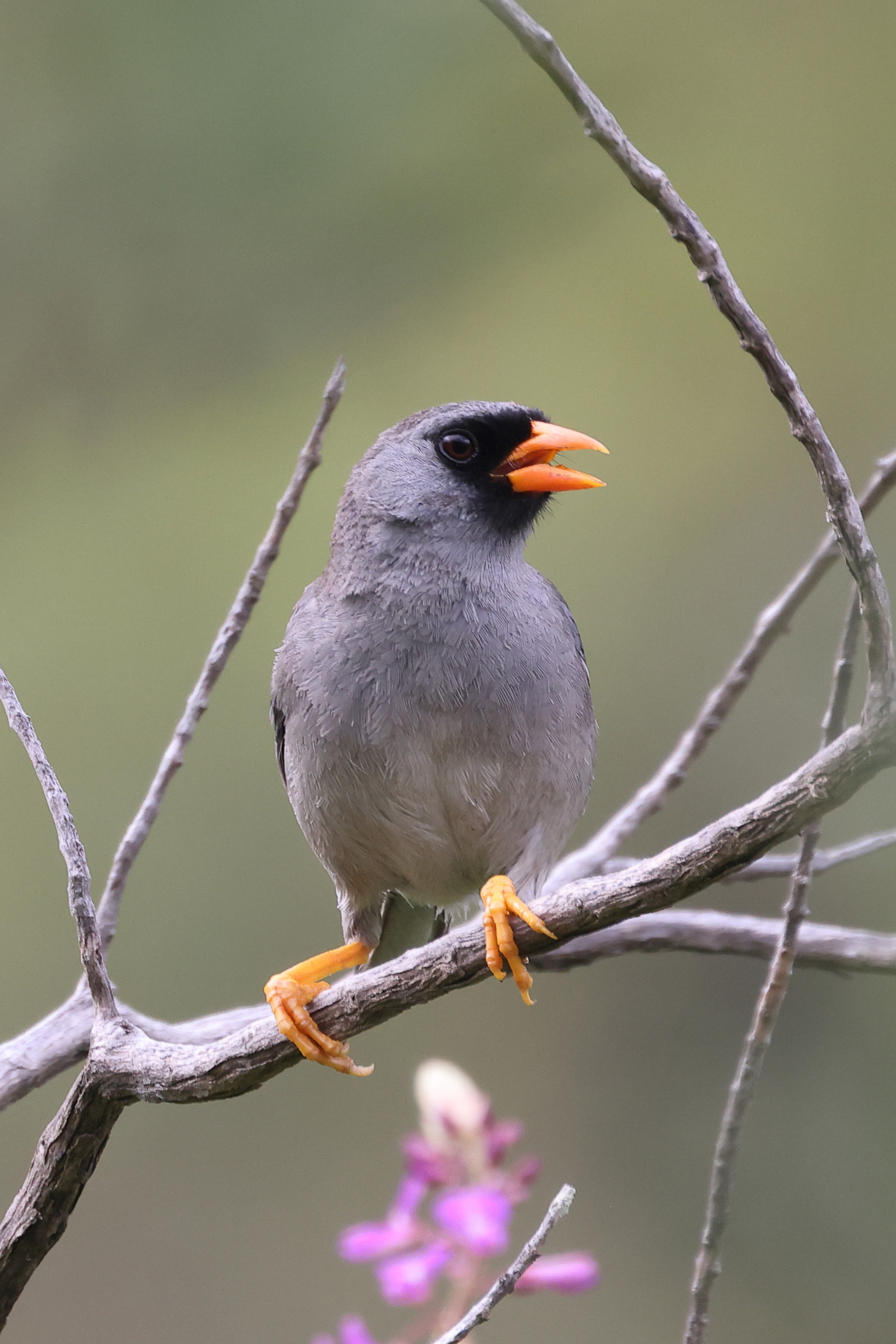 Grey-winged Inca Finch (Incaspiza ortizi), photo 1