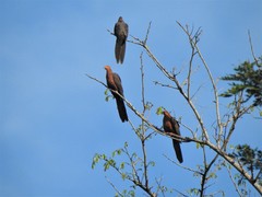 Macropygia tenuirostris