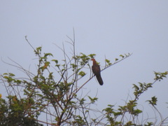 Macropygia tenuirostris