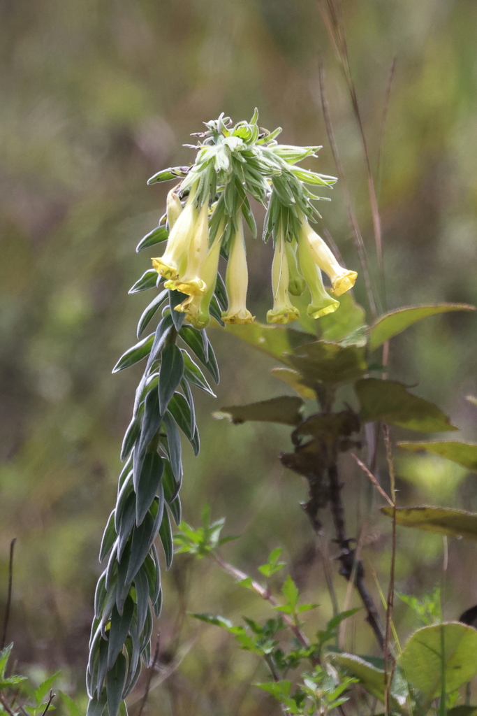 Lithospermum bolivariense