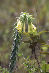 Bolivian Puccoon (Lithospermum bolivariense)