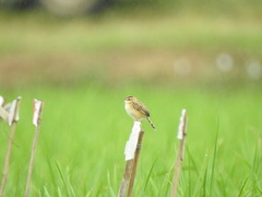 Cisticola juncidis