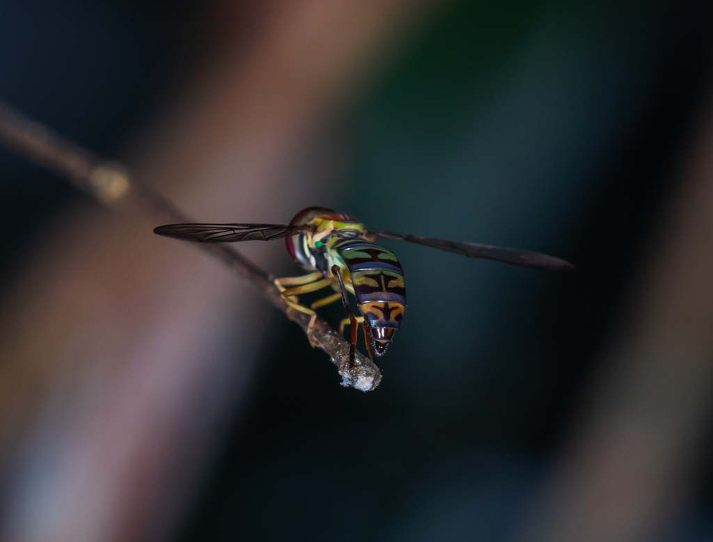 Toxomerus aquilinus