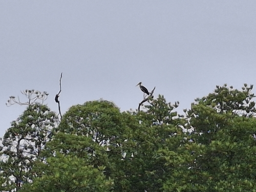 Leptoptilos javanicus