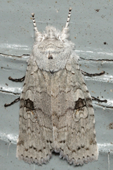 Lithophane viridipallens