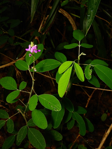 Wild Pea (Grona nemorosa)