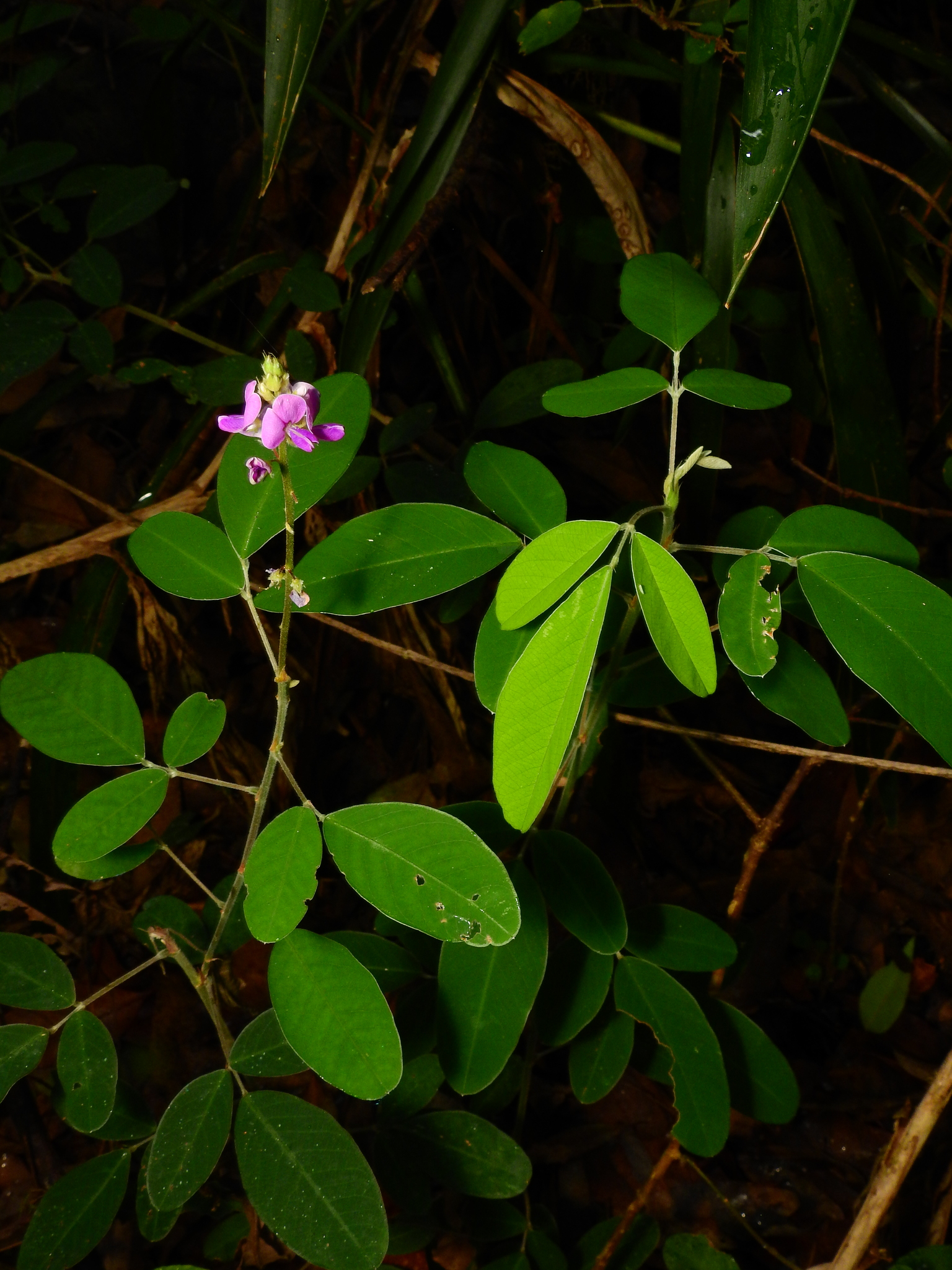 Wild Pea (Grona nemorosa)