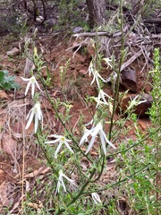Anthocercis angustifolia