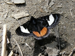 Psychomorpha epimenis