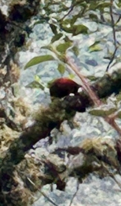 Crimson-mantled Woodpecker (Colaptes rivolii), photo 4