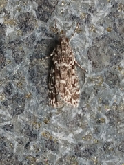 Eudonia philerga