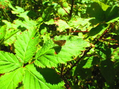 Butleria bissexguttatus