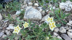 Chamaesaracha edwardsiana