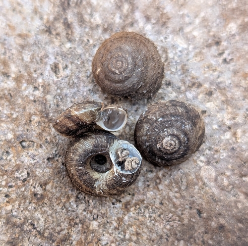 Bearded Mountainsnail