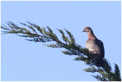 Patagioenas araucana