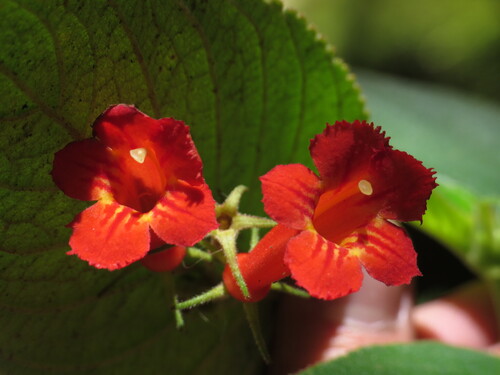 Moussonia strigosa