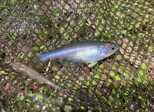 Australische regenboogvis (Melanotaenia fluviatilis) — Melanotaeniidae — 2