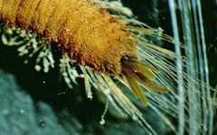 Pherusa andersonorum