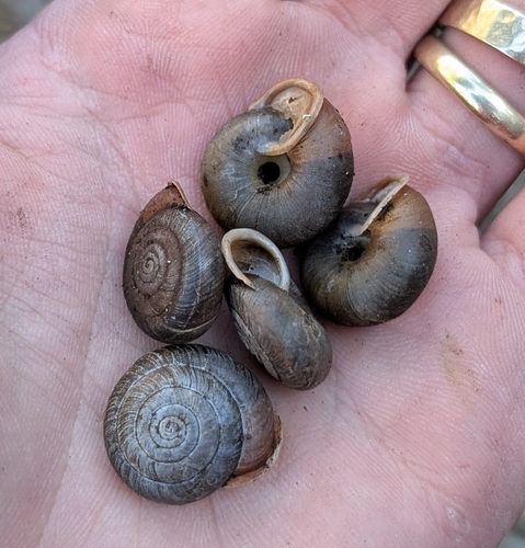 Mogollon Woodlandsnail