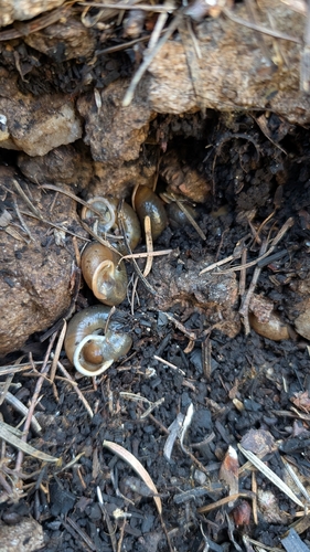 Mogollon Woodlandsnail