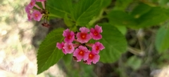 Lantana camara
