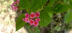 Lantana camara