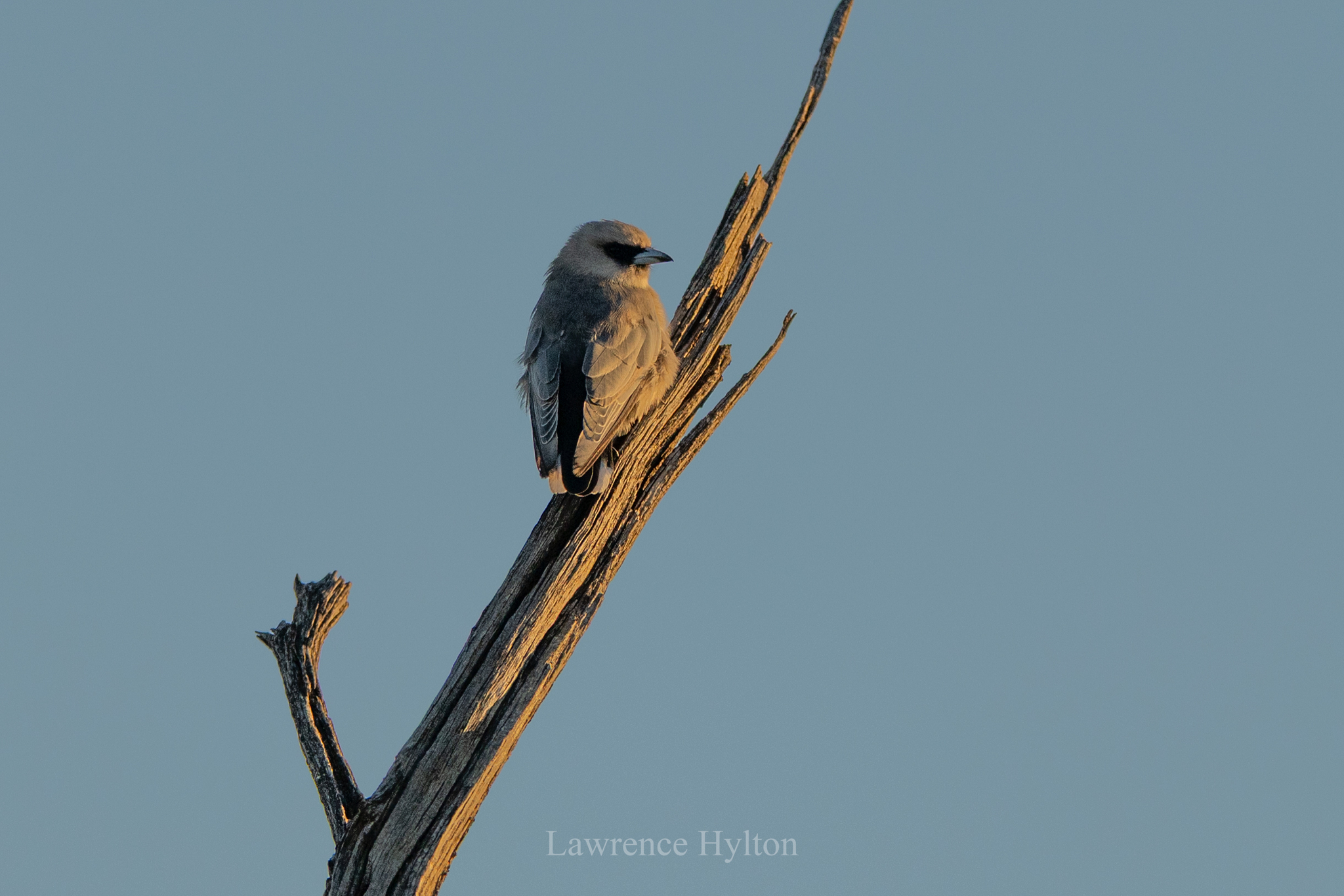 Black-faced Woodswallow (Artamus cinereus), photo 9