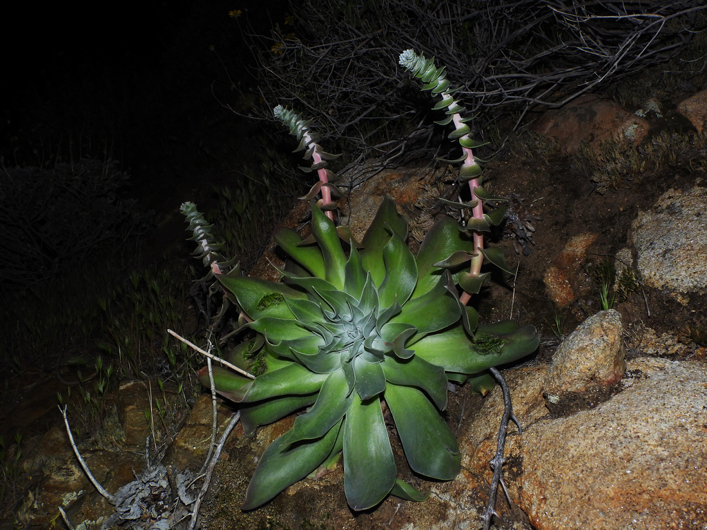 Arizona chalk dudleya