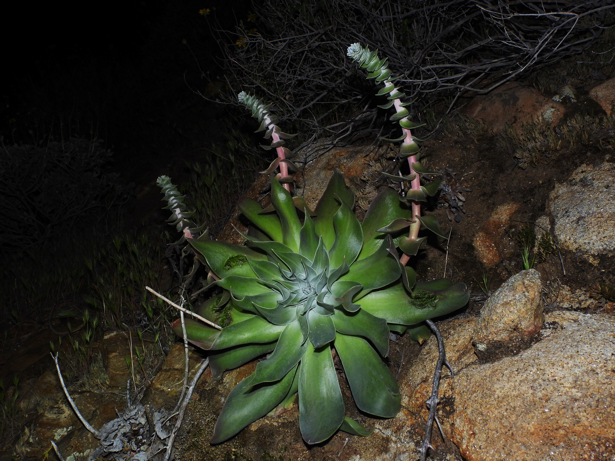 Dudleya arizonica