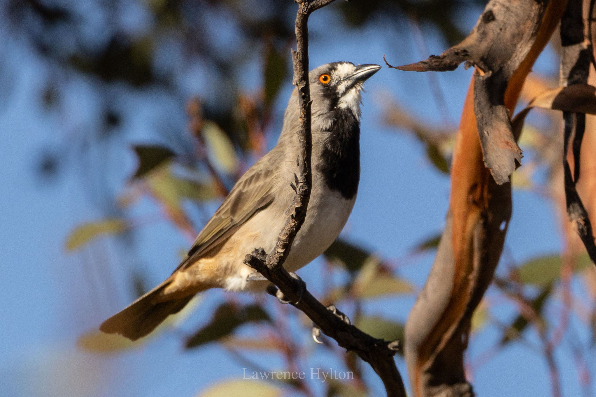 Crested Bellbird (Oreoica gutturalis), photo 3
