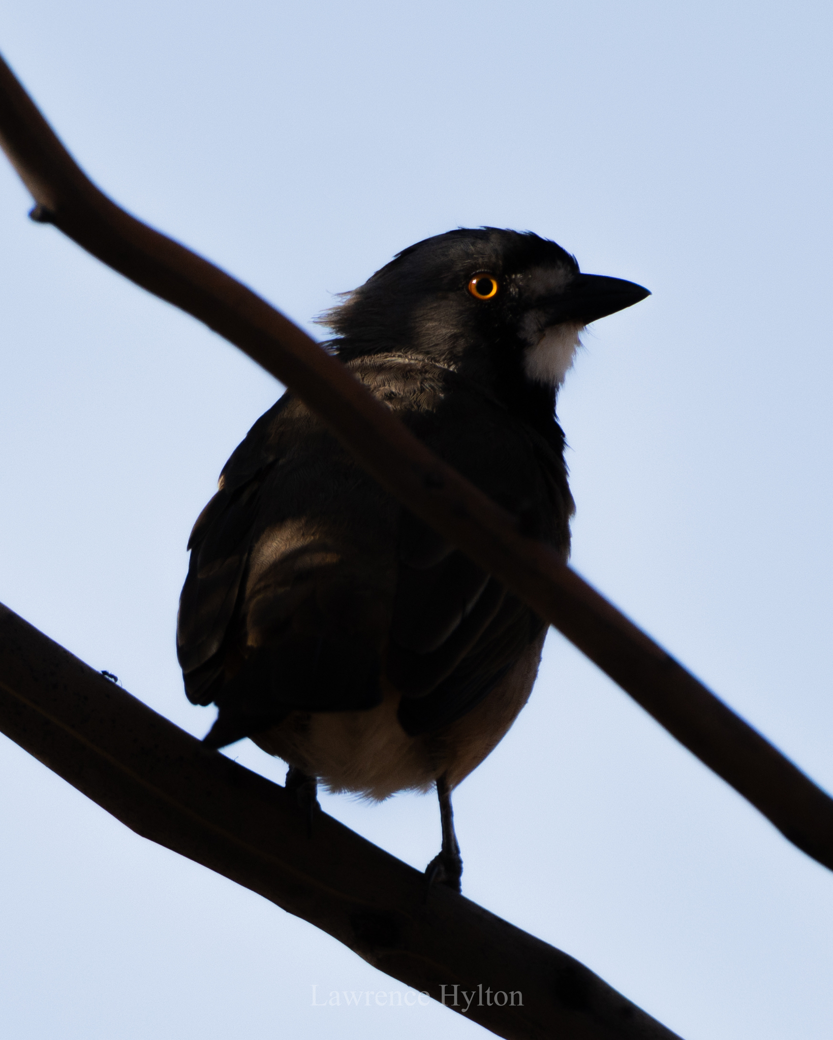 Crested Bellbird (Oreoica gutturalis), photo 2