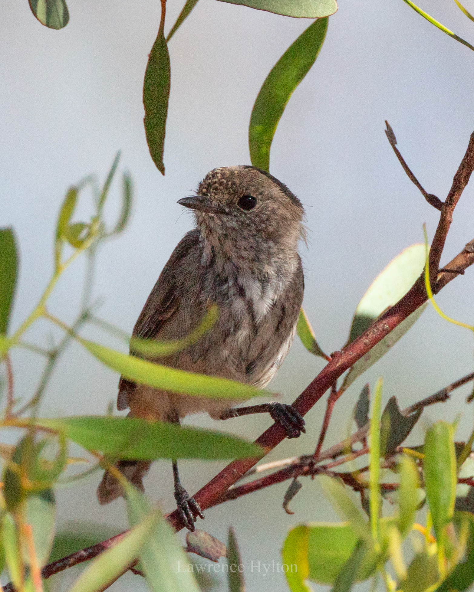 Inland Thornbill (Acanthiza apicalis), photo 3