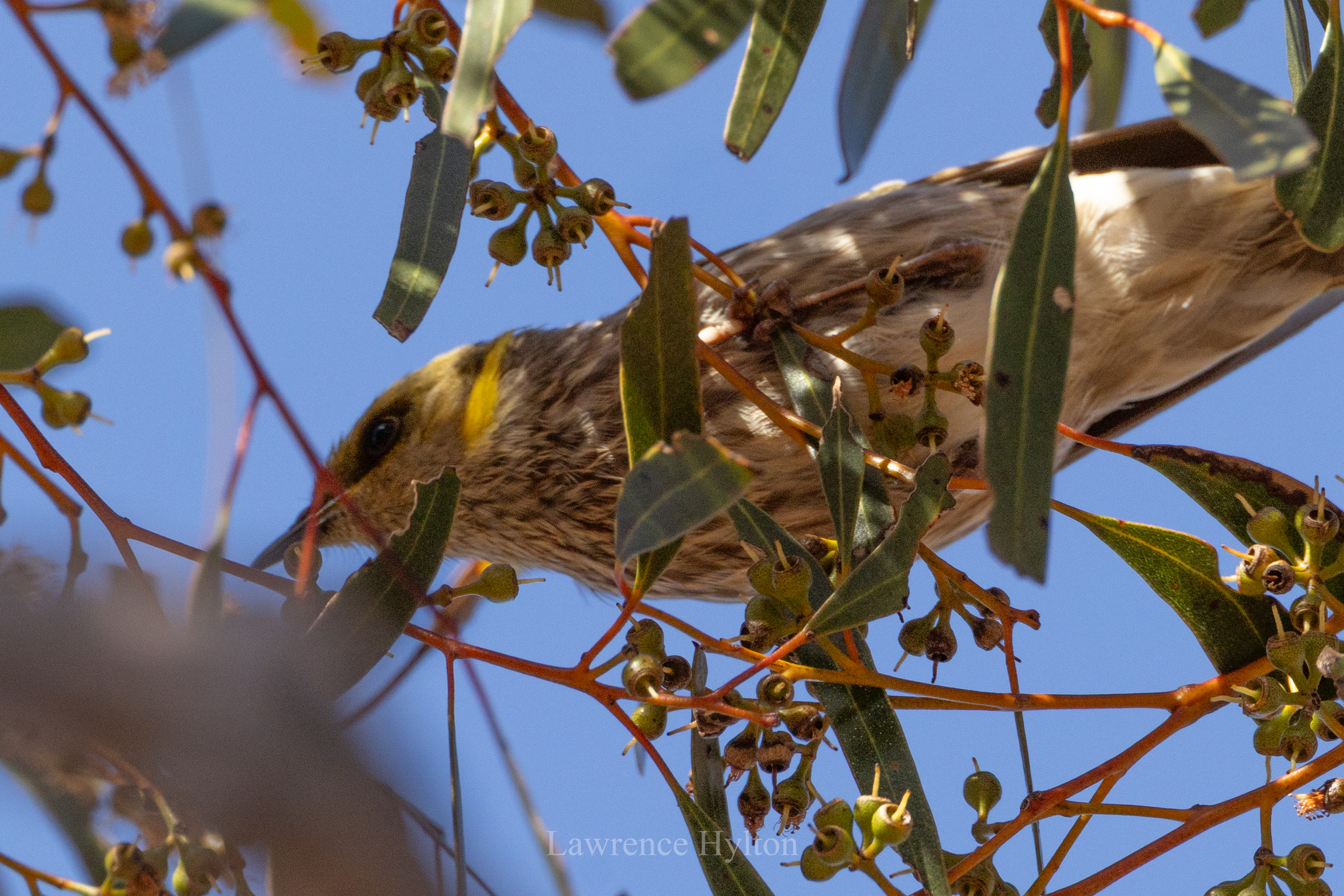 Yellow-plumed Honeyeater (Ptilotula ornata), photo 2