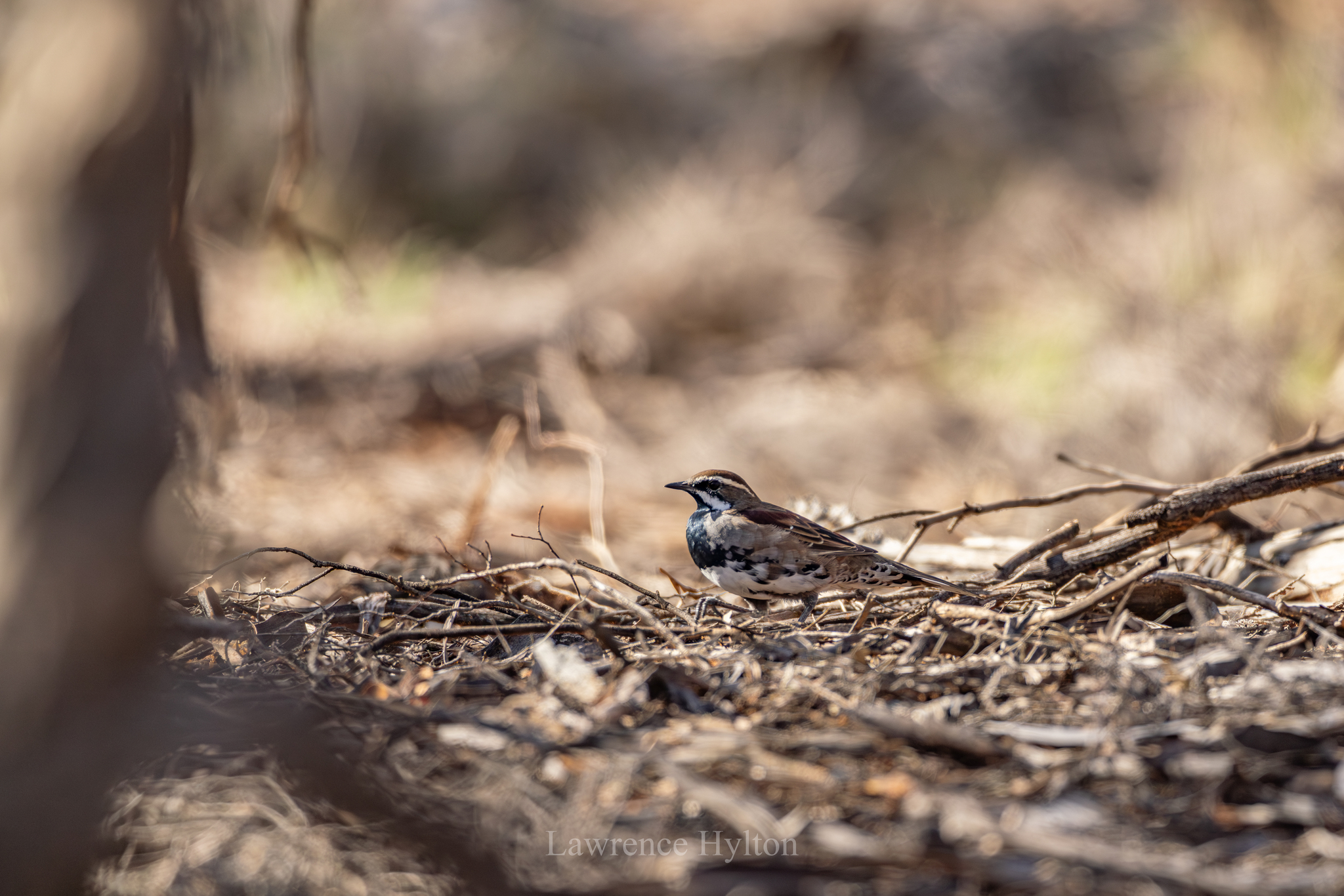 Chestnut Quail-thrush (Cinclosoma castanotum), photo 1