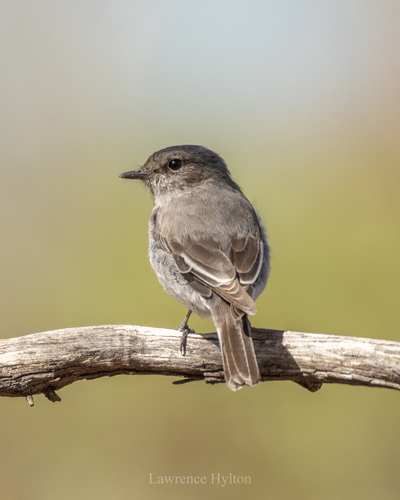 Hooded Robin (Melanodryas cucullata), photo 3