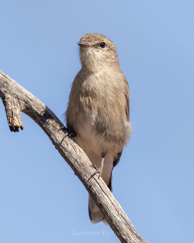 Jacky Winter (Microeca fascinans), photo 5