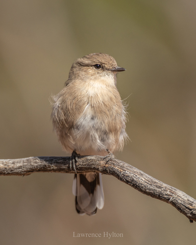 Jacky Winter (Microeca fascinans), photo 6