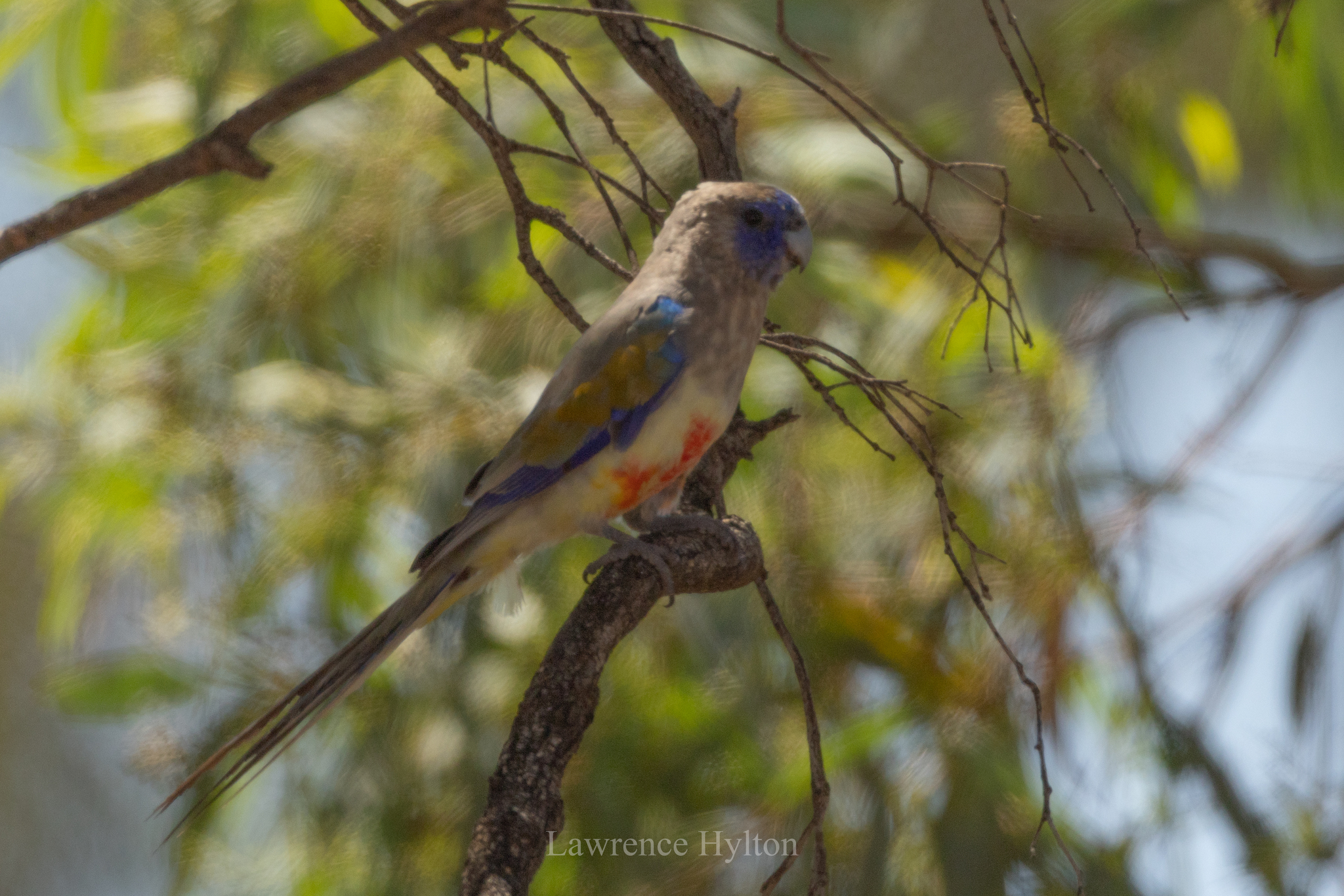 Eastern Bluebonnet (Northiella haematogaster), photo 2