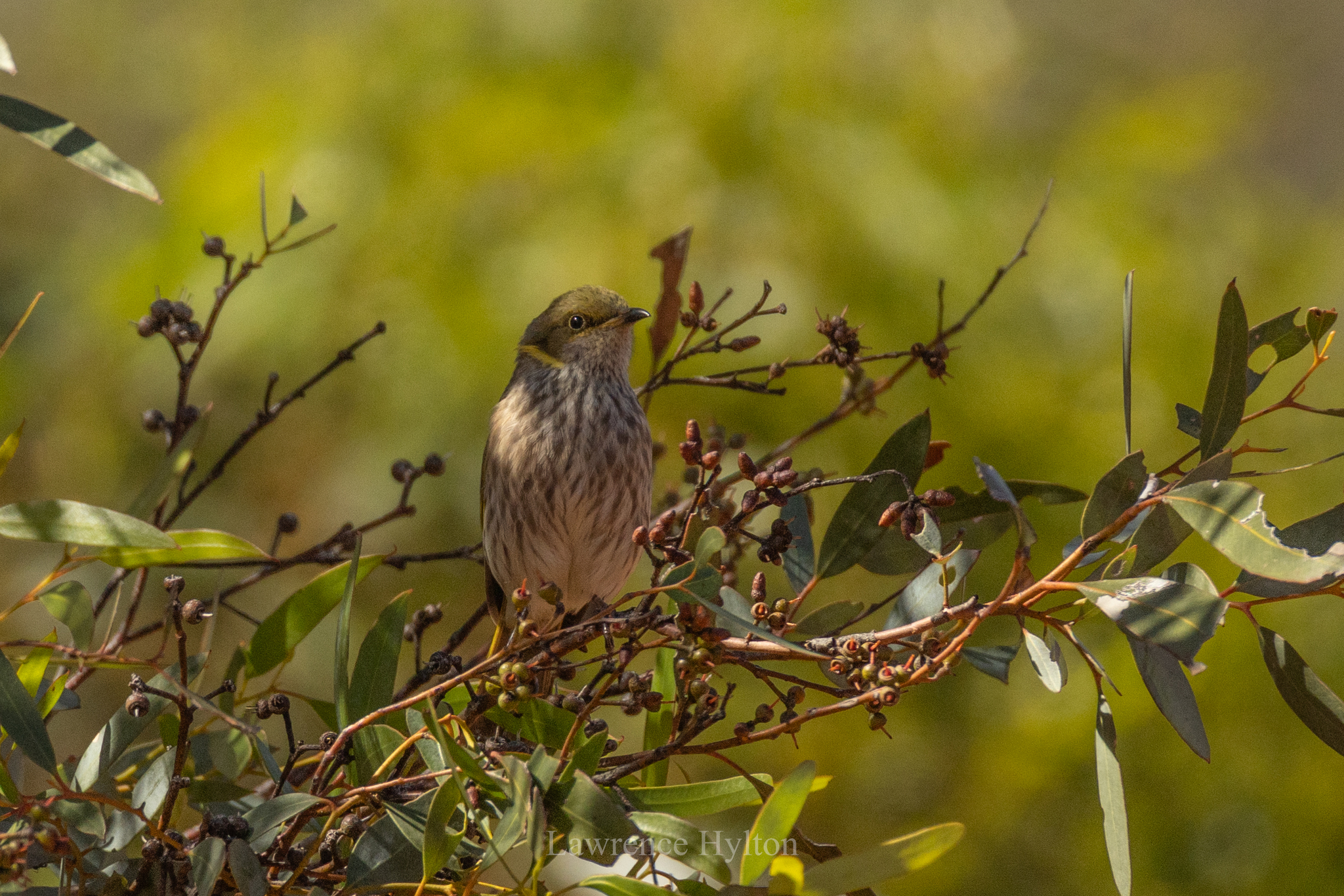 Yellow-plumed Honeyeater (Ptilotula ornata), photo 3