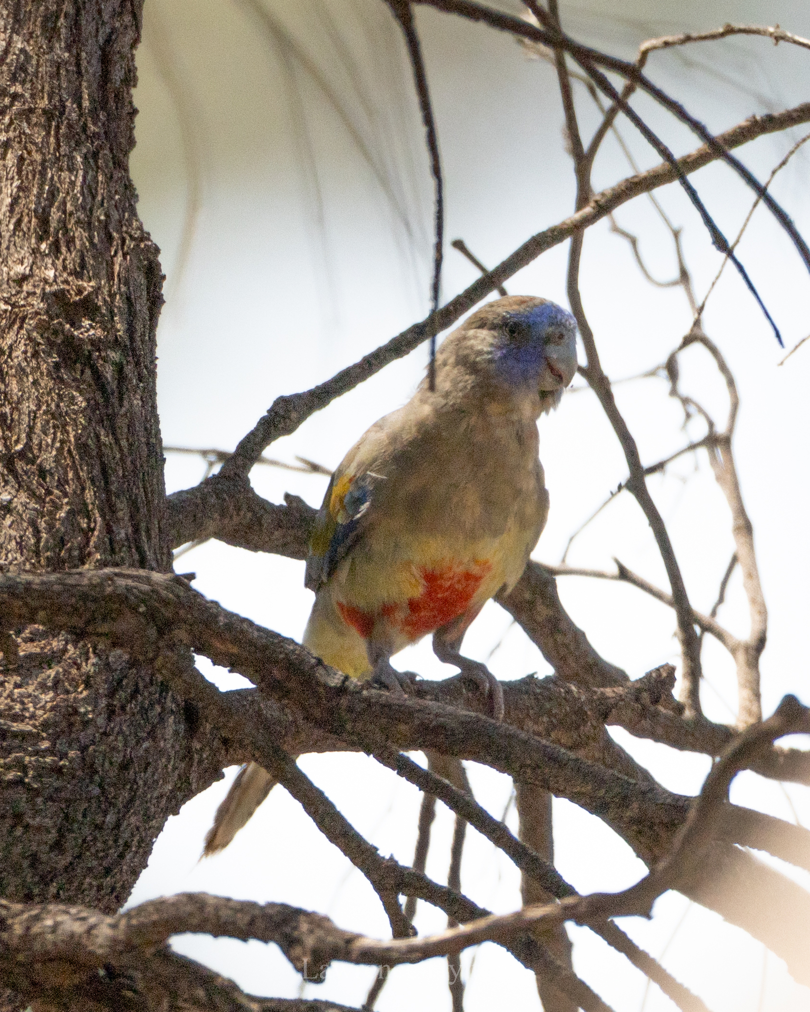 Eastern Bluebonnet (Northiella haematogaster), photo 1