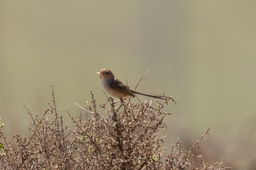 White-winged Fairywren (Malurus leucopterus), photo 2
