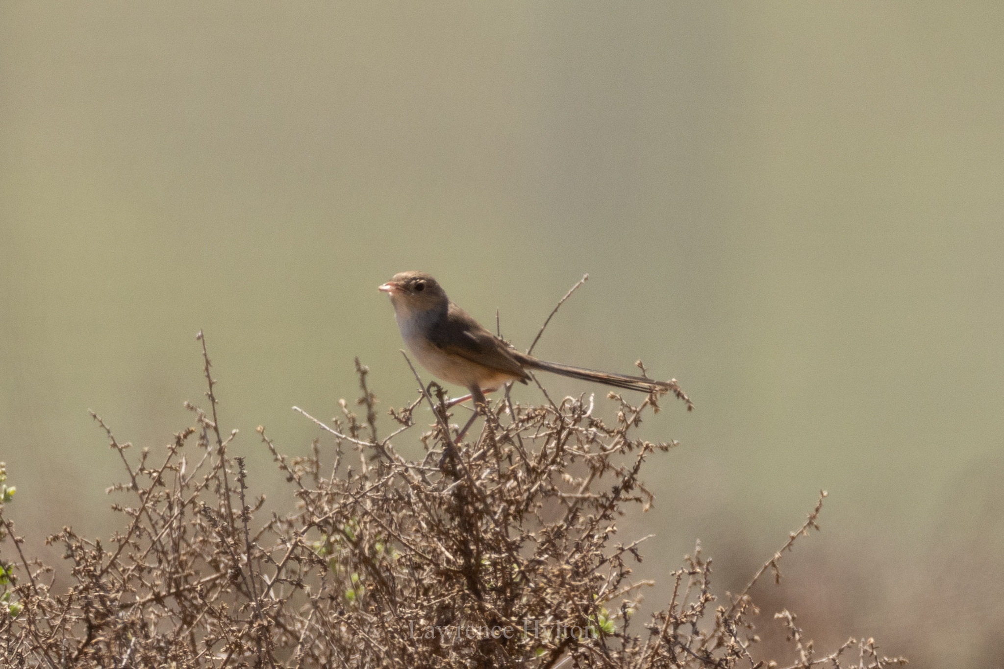 White-winged Fairywren (Malurus leucopterus), photo 2