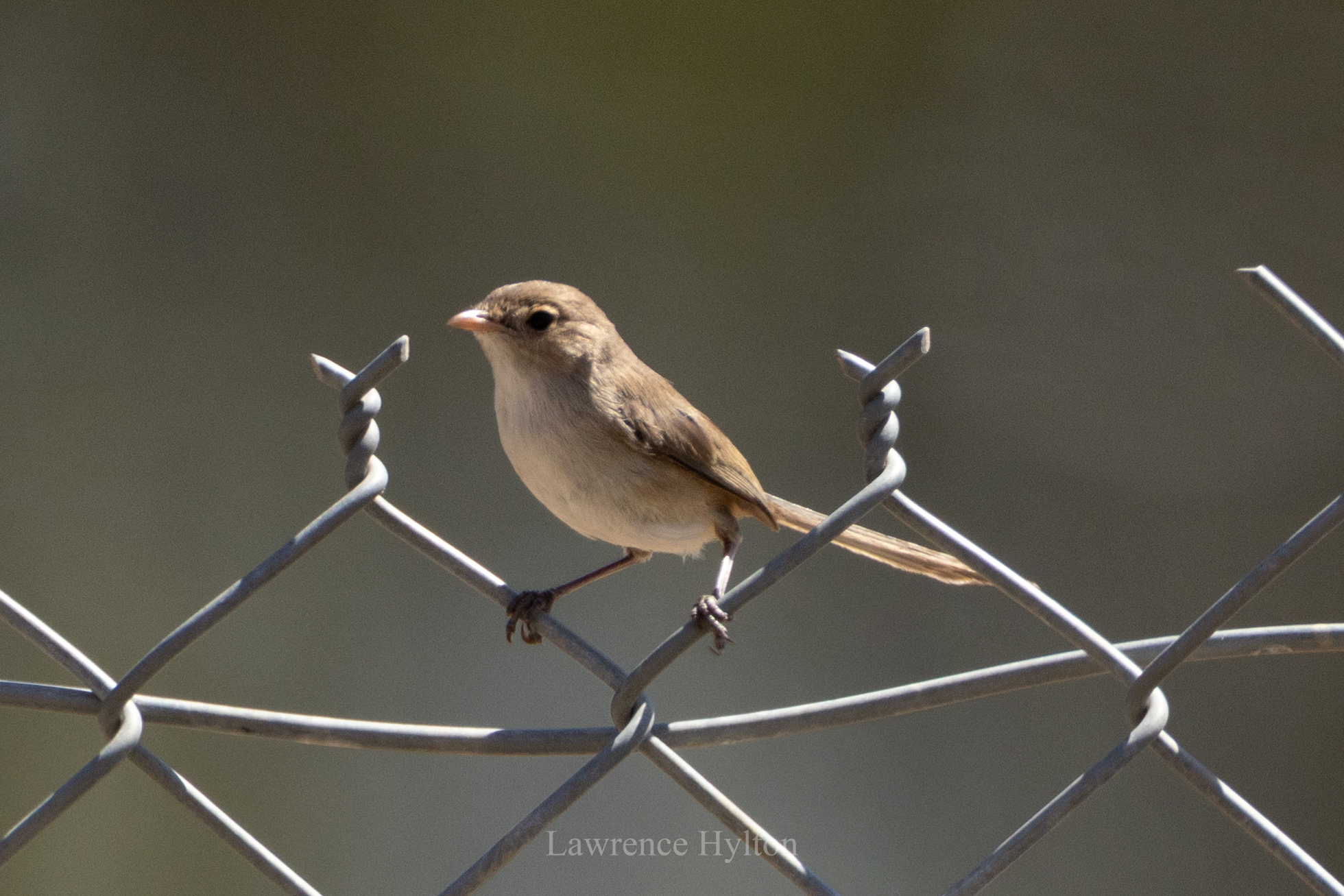 White-winged Fairywren (Malurus leucopterus), photo 4