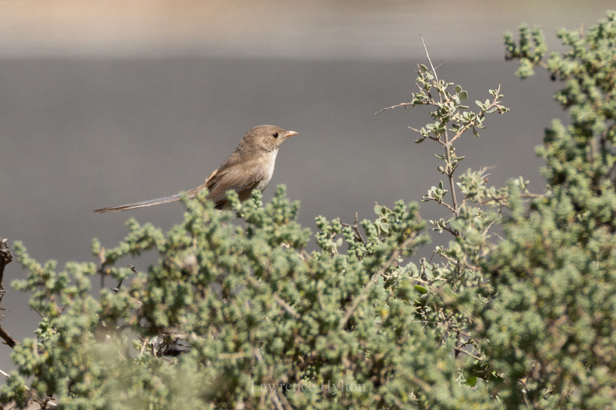 White-winged Fairywren (Malurus leucopterus), photo 3