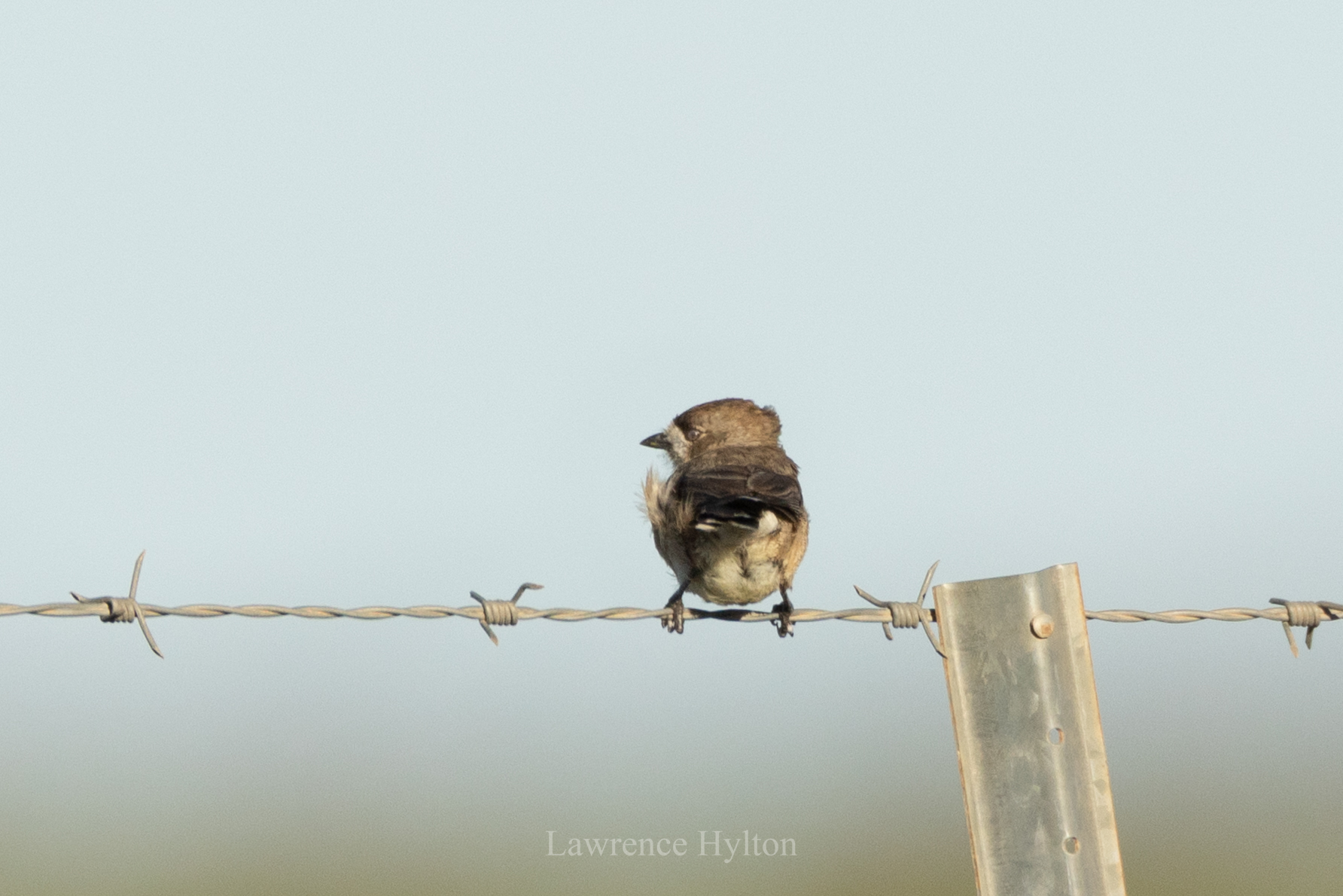 Southern Whiteface (Aphelocephala leucopsis), photo 4