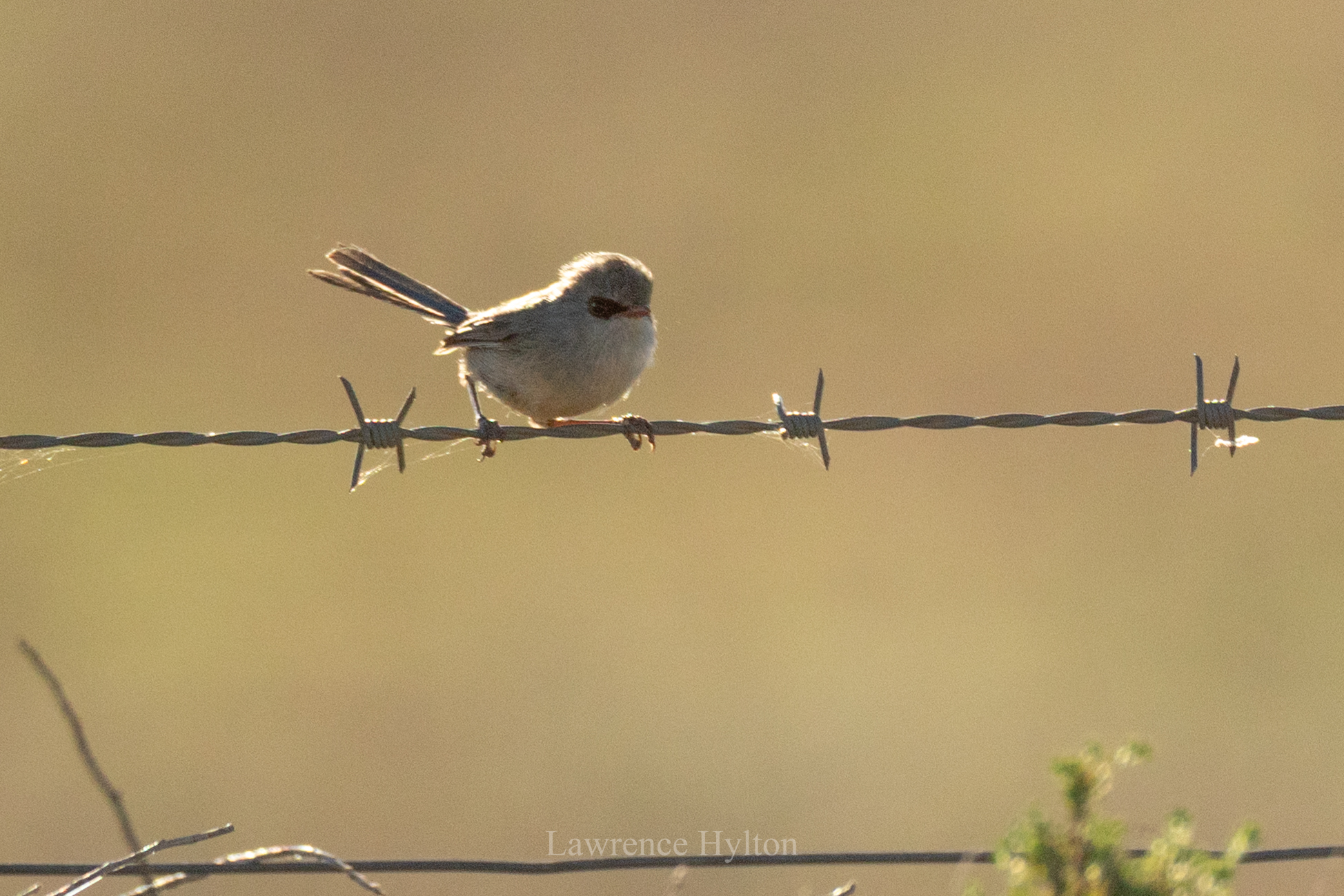 Purple-backed Fairywren (Malurus assimilis), photo 7