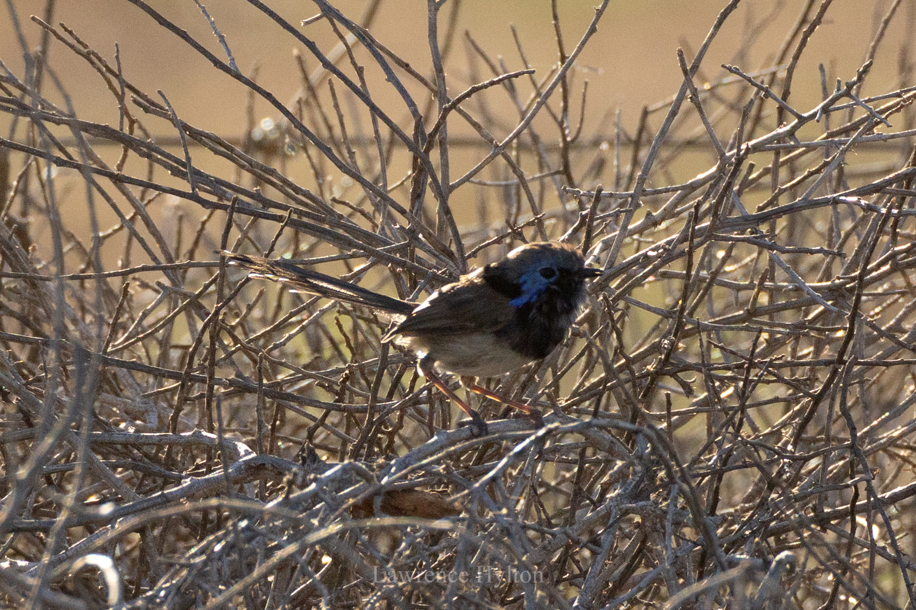 Purple-backed Fairywren (Malurus assimilis), photo 8