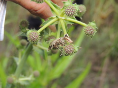 Paramantispa decorata