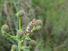 Paramantispa decorata